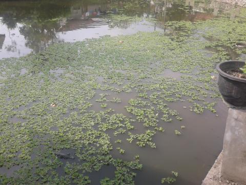 Apu-Apu Di Balong di Dekat Komplek Masjid di Tikungan Kp. Cipeucang, Desa Sukaasih, Kec. Singaparna, Tasikmalaya