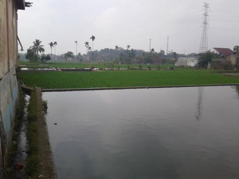 Balong dan Sawah di Samping SMA KHZ Mustafa Sukamanah