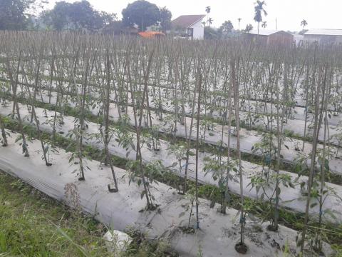 Kebun Cabai di Samping Makam Pahlawan KHZ Mustafa Sukamanah