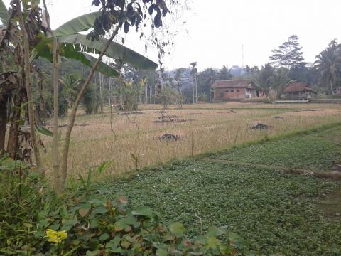 Lahan di Samping MTs & MA KH. Wahab Muhsin dan 