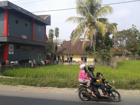 Sawah di Depan MTsN Sukamanah