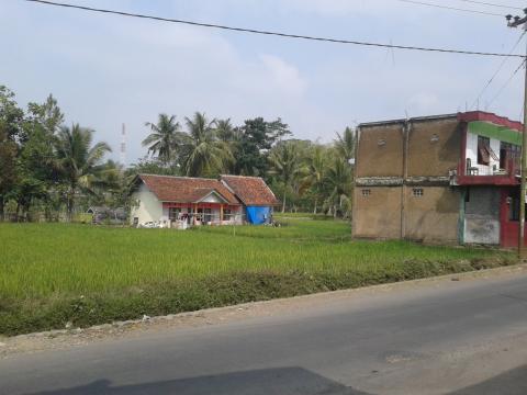 Sawah di Depan MTsN Sukamanah